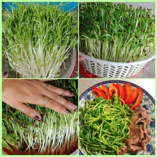 Hạt giống mầm rau muống dễ trồng gói 100gr