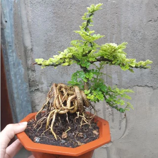 Cần thăng bonsai DÁNG QUÁI để bàn