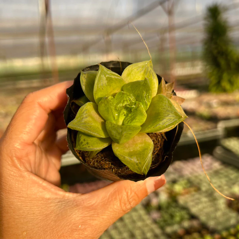 cây sen đá Haworthia Sao Ngọc size bầu 4-4,5cm, cây cảnh trang trí nhà cửa THUANPHAT GARDEN