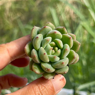 cây sen đá Bánh Bao Xanh size mini 2-2,5cm, cây cảnh trang trí nhà cửa THUANPHAT GARDEN