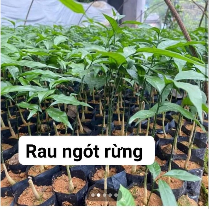 combo 10 cây rau ngót rừng(rau sắng. mỳ chính)ảnh cuối