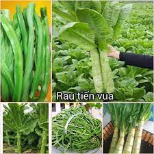 Hạt giống RAU TIẾN VUA (5Gram) - ( Diếp tây, Ngó Xuân, cải thơm)