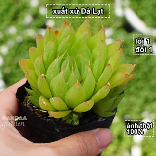 Sen Đá Dạ Quang Size 5 - 8cm Siêu Đẹp, Sen Đá PANDAA GARDEN Xuất Xứ Đà Lạt Khoẻ Đẹp, Thích Nghi Mọi Khí Hậu, Lỗi 1 Đổi 1