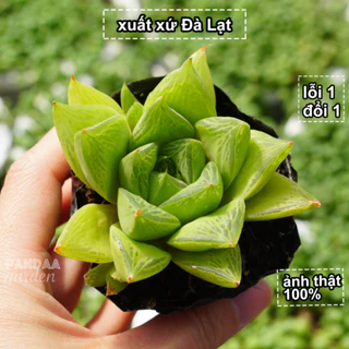 Sen Đá Ngọc Lá Dài 5 - 8cm Cây To Khoẻ Màu Đẹp, Ảnh Thật 100% Sen Đá Vườn PANDAA GARDEN Đã Thuần Khí Hậu, Lỗi 1 Đổi 1