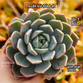 Sen Đá Hồng Quế Size 5 - 8cm Giống Mới, Sen Đá Vườn PANDAA GARDEN Đà Lạt Thích Nghi Mọi Khí Hậu, Lỗi 1 Đổi 1