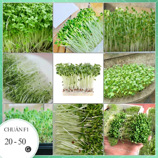 HẠT GIỐNG CẢI MẦM NGỌT ( GÓI 5 gram)