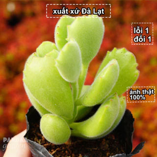 Sen Đá Tay Gấu Siêu Cute Size 5-8cm Nhiều Móng Vuốt, Sen Đá PANDAA GARDEN Xứ Đà Lạt, Thích Nghi Mọi Khí Hậu, Lỗi 1 Đổi 1