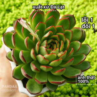 Sen Đá Ếch Lửa Giống Mới Kèm Chậu 12 - 15cm Đài To Đẹp Màu Sặc Sỡ, Sen Đá Vườn PANDAA GARDEN Thuần Khí Hậu, Lỗi 1 Đổi 1