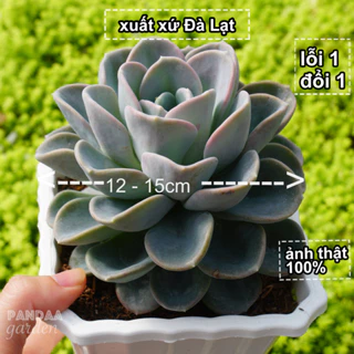 Sen Đá Muỗng Xanh Size Đại 12 - 15cm Kèm Chậu, PANDAA GARDEN Xứ Đà Lạt Thuần Chủng Thích Nghi Mọi Khí Hậu, Lỗi 1 Đổi 1