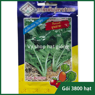 Hạt giống cải mơ khổng lồ (cải canh) Thái Lan gói 3800 hạt