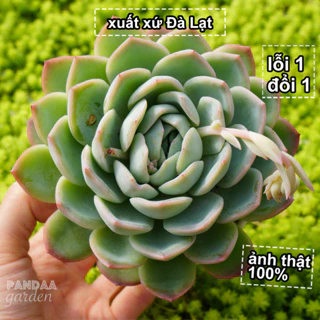 Sen Đá Mùa Thu Size 10 - 12cm Đoá To Sen Đẹp Dễ Chăm, Vườn Sen Đá PANDAA GARDEN Thích Nghi Mọi Khí Hậu, Lỗi 1 Đổi 1