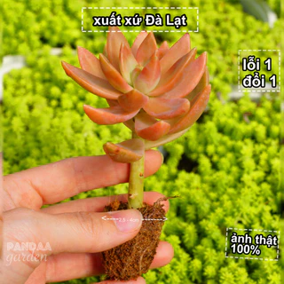 Sen Đá Mini, Sen Đá Đỏ Size Mini 2.5-4cm Cây Khoẻ Lên Màu Đẹp, Sen Đá Mini Vườn PANDAA GARDEN Đà Lạt, Lỗi 1 Đổi 1