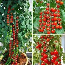 (60 hạt) giống cà chua chuỗi ngọc lai F1siêu dễ trồng kháng bệnh tốt-Tổng kho hạt giống giá rẻ