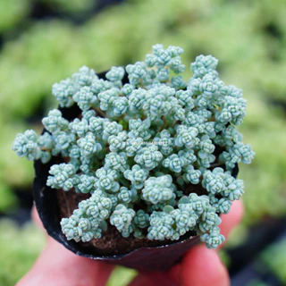 Sen đá Sedum Hoa Hồng MINI bầu nhỏ 6cm, GLASS GARDEN, lỗi 1 đổi 1