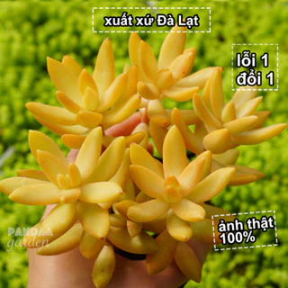 Sen Đá Cam Size Mini 2,5-4cm Siêu Lạ Giống Mới, Sen Đá Mini PANDAA GARDEN Đà Lạt Đã Thuần Khí Hậu, Lỗi 1 Đổi 1