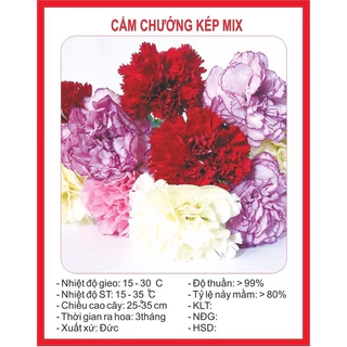 200 HẠT- HẠT GIỐNG HOA CẨM CHƯỚNG KÉP MIX MÀU