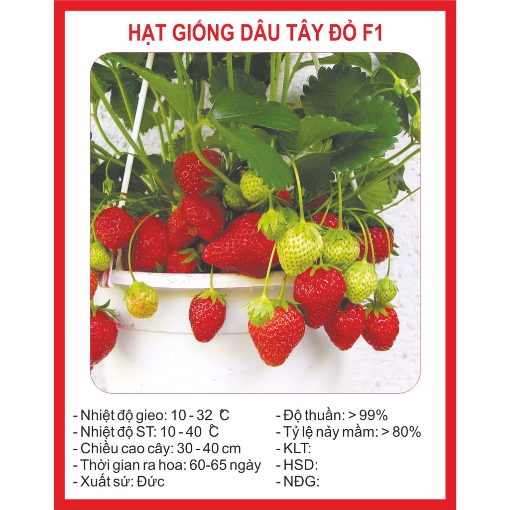 100 hạt- Hạt giống dâu tây ĐỎ F1 -SIÊU TO, SIÊNG TRÁI