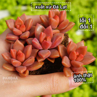 Sen Đá Nâu Size Mini 2-4cm Siêu Cute, Vườn Sen Đá PANDAA GARDEN Xuất Xứ Đà Lạt, Cây Khoẻ Cực Dễ Chăm Trồng, Lỗi 1 Đổi 1