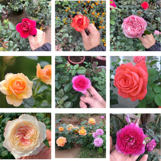 Cây hoa hồng ngoại nhiều màu nguyên bản hàng cao cấp đã sẵn nụ (hàng nguyên bản chiết không ghép)
