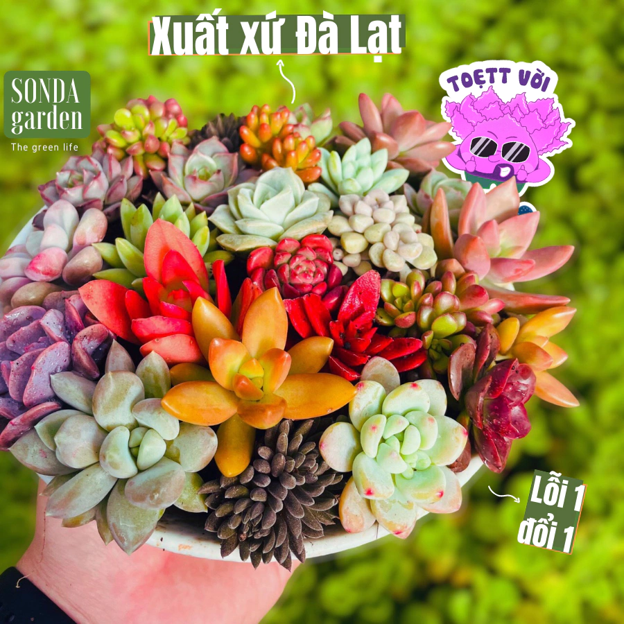 Sen đá mini 84 cây mix nhiều loại SONDA GARDEN đường kính 2,5-4cm, cây cảnh trang trí nhà cửa, lỗi 1 đổi 1