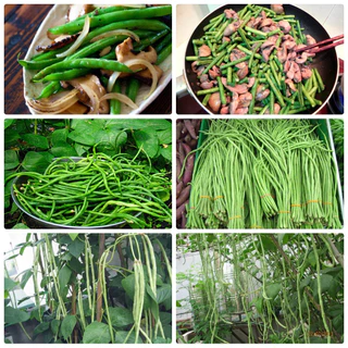 ALO SHOP SHIP KHÔNG BỊ GÃY-CÂY GIỐNG ĐẬU ĐŨA xanh/yard long bean 8-15CM tặngdịchtrùn KHOQ11,7,9,thủđức,phúnhuận