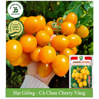 Hạt Giống Cà chua cherry vàng chị nhiệt siêu trái Đài Loan