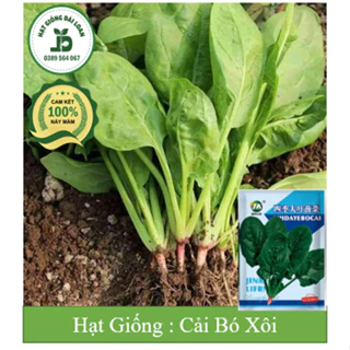 Hạt giống cải bó xôi chịu nhiệt