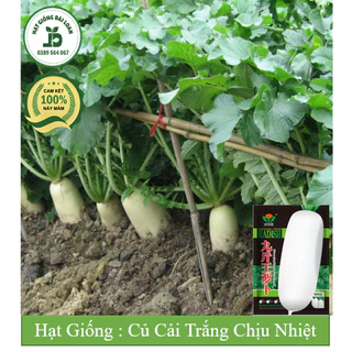 Hạt giống củ cải trắng ( củ cải đường ) chịu nhiệt