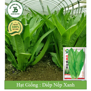 Hạt giống rau tiến vua xanh ( diếp thơm xanh) chịu nhiệt