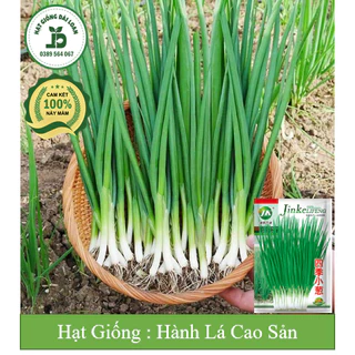 Hạt giống hành lá, hành hương cao sản