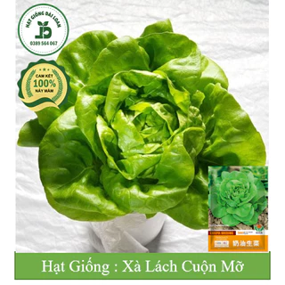 Hạt giống xà lách cuộn mỡ