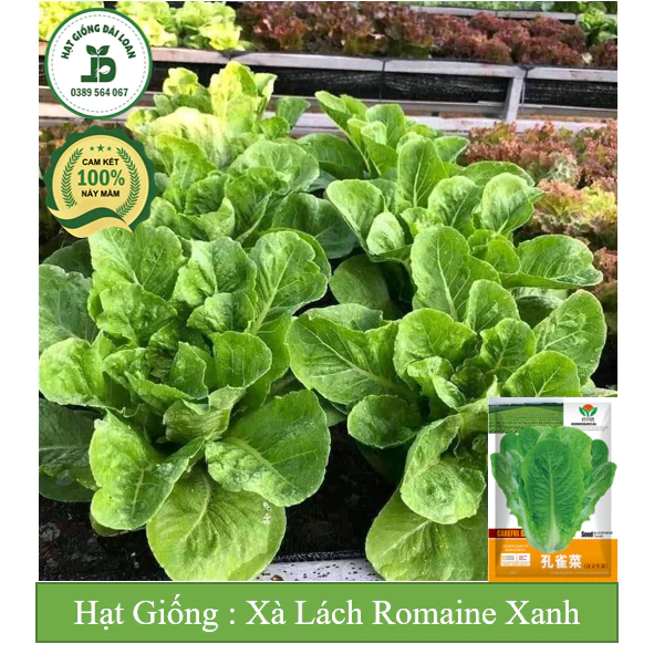 Hạt giống xà lách Romaine xanh chịu nhiệt, giòn ngọt