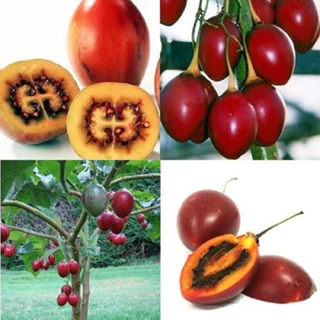 Hạt Giống Cà Chua Thân Gỗ Tamarillo (Gói 10 Hạt) -[Quả đẹp vị ngon, Rất tốt cho sức khoẻ - Có thể dùng trang trí]