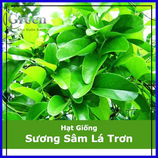 Hạt Giống Sương Sâm Lá Trơn (20H)