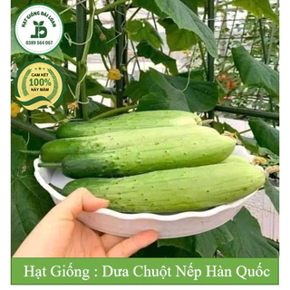 Hạt giống dưa leo nếp Hàn Quốc, dưa chuột nếp ( Dưa chuột sữa ) -  tỉ lệ nảy mầm 97%