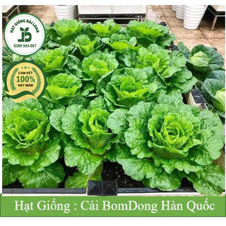 Hạt giống cải xanh Hàn Quốc( Cải bomdong) - 1 trong những loại cải ngon nhất