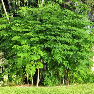 Giống cây chùm ngây ( cây cao 40 đến 50 cm )