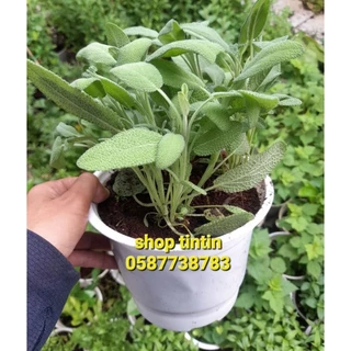 Chậu cây xô thơm, sage, Salvia officinalis dùng làm thực phẩm hoặc xông nhà.