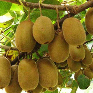 Cây kiwi ruột vàng (cây siêu sớm trái)