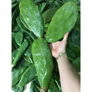 1 kg xương rồng tai thỏ