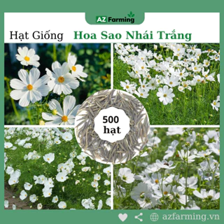 Hạt Giống Hoa Sao Nhái Trắng - Gói 500 Hạt - AZ Farming