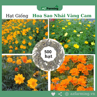 Hạt Giống Hoa Sao Nhái Vàng Cam - 500 Hạt - AZ Farming