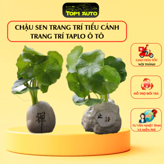 Chậu sen đá trang trí taplo ô tô, trang trí bàn làm việc, trang trí tiểu cảnh, trang trí bàn học