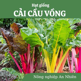 𝟓𝐠 Hạt giống cải cầu vồng dễ trồng, giàu dinh dưỡng, chịu nhiệt tốt, trồng quanh năm