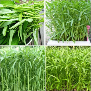 1KG Hạt giống rau muống lá tre cao sản_#[Seeds]