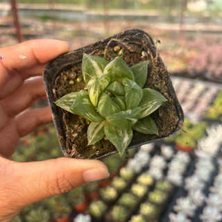 cây sen đá Sao ngọc var Haworthia cuspidata var size nhở 5-6cm, cây cảnh trang trí nhà cửa THUANPHAT GARDEN