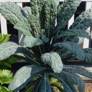Hạt giống kale laci Ý ( Dinosaur kale ) dể trồng/gói 20 hạt