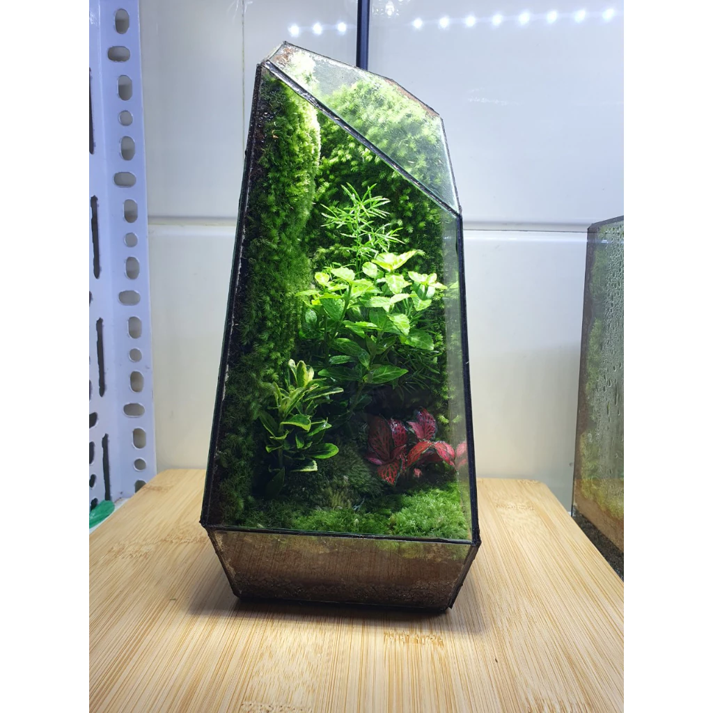 Bình tiểu cảnh Terrarium đặt bàn làm việc hoặc quà tặng...