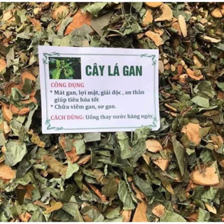 Cây lá mát gan rừng Tây Bắc giúp giải độc gan, giải rượu, hỗ trợ thanh nhiệt mát gan, tăng cường chức năng gan