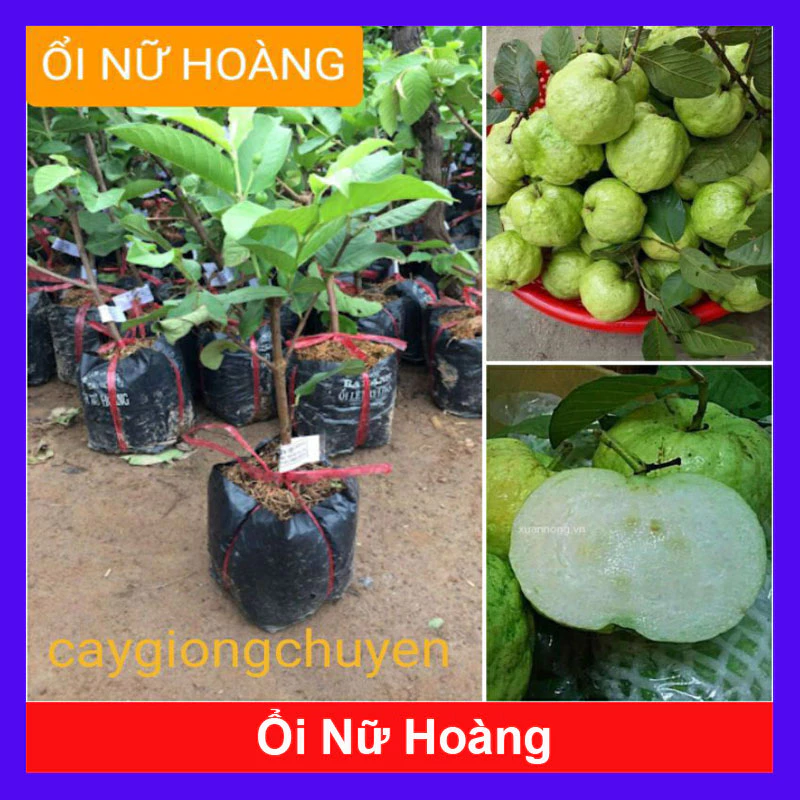 ổi giống nữ hoàng (giống chuẩn cây siêu đẹp)